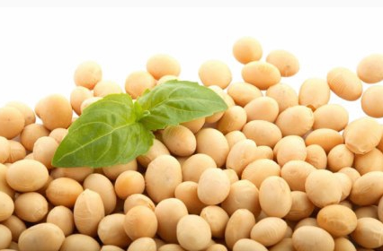 Expects record soybean harvests in