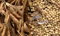 Rape and soya will be produced in