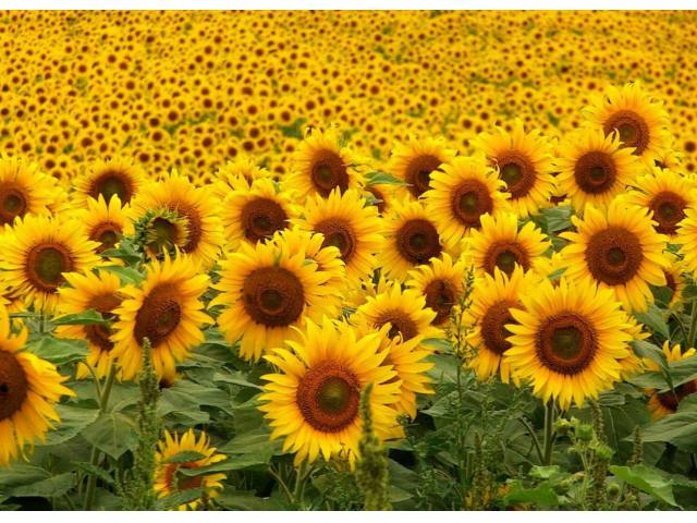 Production of crude sunflower oil in Ukraine
