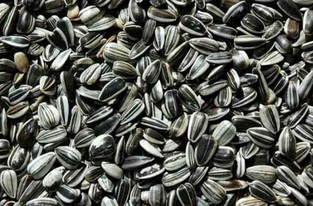 Export duty on sunflower seeds will not be