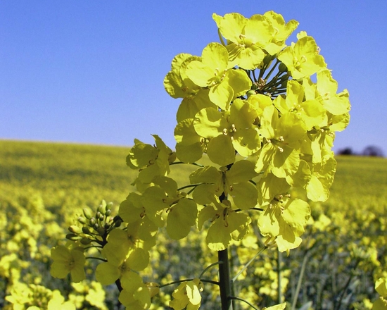 Dynamics for rapeseed oil in Germany at