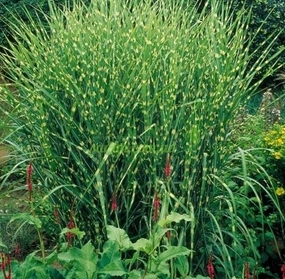 Production of biofuel from silver grass