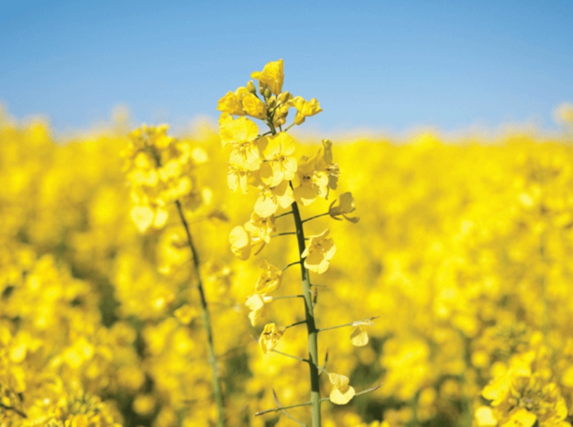 Rapeseed support initiative ceases to