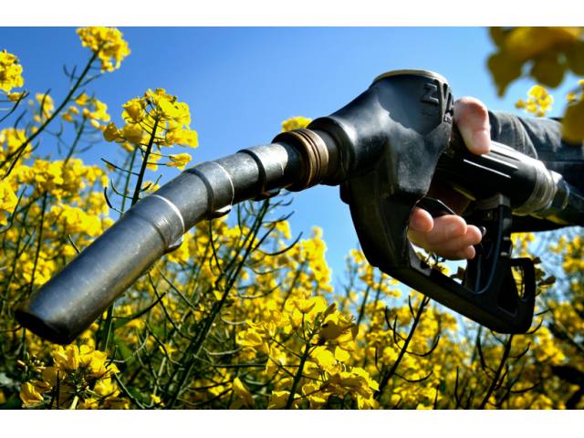 Biodiesel collapse in