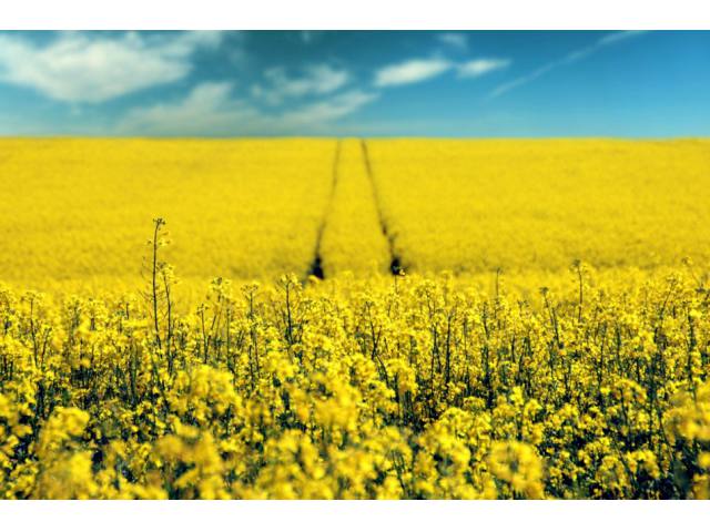 And rapeseed sowings in the EU: the impact