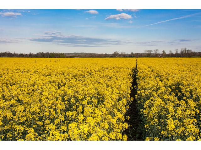 Rapeseed production in Ukraine is