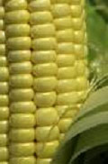 Of using corn-based