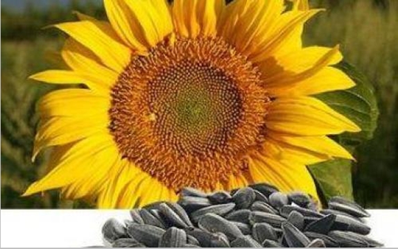 Market of sunflower husk