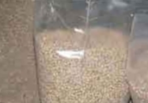 Wood pellets sells in Poltava $0