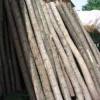 Sell quality acacia poles