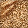 Barley for sale, Odessa (ODS)