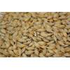 Barley from Russian Federation for sale