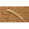 Wheat grade 2 from Russia