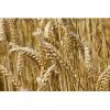 Soft milling Wheat from Russia