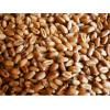 Wheat grains from Russian Federation for sale