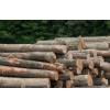 Oak unedged timber for sale in bulk