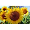 F1 sunflower seeds hybraids, Burlov selection, Ukraine for sale