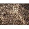 Rubber tree wood chips for sale