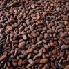 Sell Cocoa Beans Fermented