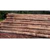 Urgent need in Southern Yellow Pine (SYP) Logs