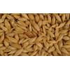Offer Barley grade 3