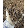 Rail tie (sleepers) wood chips for sale