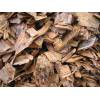 Rubber wood chips for sale