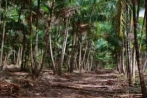 Natural Organic Acai Pellets Dried and Clean / 50.000 ton per year $180