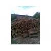 Firewood of oak purchase 