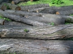 Saw-timber in stock $0