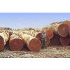 Sell Tali,Teak,Padouk,Okan, and all other Hardwoods at best prices