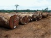 900m3 of Tropical Round Logs for sale