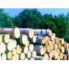 Birch logs supply