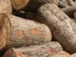 Rubber wood logs $0