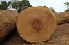 Timber woods products/logs