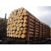 All african round timber wood for sale (logs)