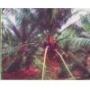 Palm Oil Plantation for sale