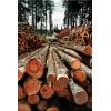 AFRICAN TIMBER WOOD FOR SALE (LOGS)