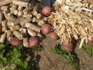 We want to buy 1000 tons a month din+ pellets $0