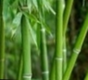 ASIA Bamboo wood pellets for sale - great quality -  $0