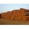 Wood logs ready for export