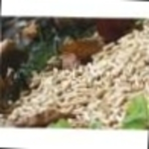 Selling pellets in Ukraine $0